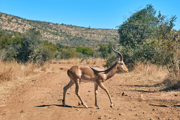 Impala antelopes spotted at sunset during a safari game drive in Pilanesberg National Park, South...