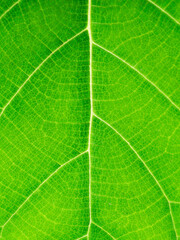 Obraz premium Teak Leaf Veins Macro