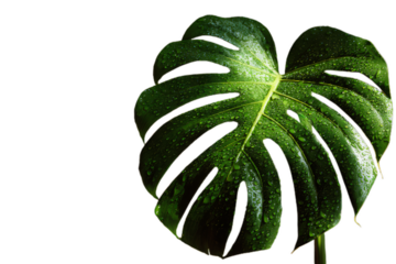 Shiny Green Monstera Leaf with Water Droplets on Dark Background