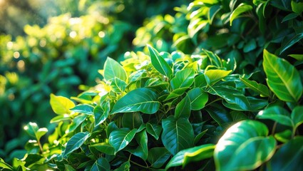 Obraz premium Lush green leaves of a plant in sunlight. Dense foliage and vibrant greenery. Nature, vegetation, and outdoor environment.