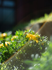 Dragonfly Resting on Yellow Flowers in Summer Sunlight