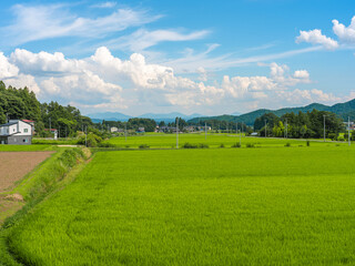 Vibrant Green Rice Field with Countryside Houses under Summer Clouds in Japan