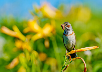 子育て中のホオアカ