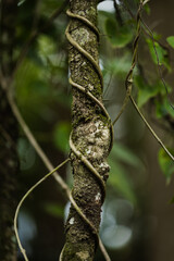 Mata atlantica detalhe 