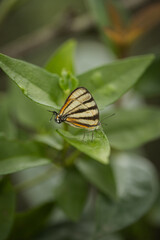 Macro em borboleta da mata atlântica 