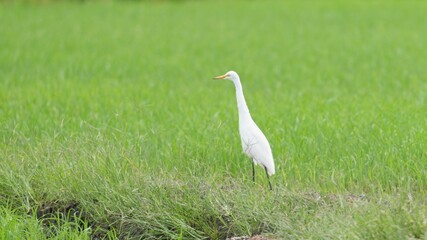 Fototapeta premium White egret standing on a lush green rice paddy field in rural countryside, symbolizing wildlife, farming landscape, and natural harmony