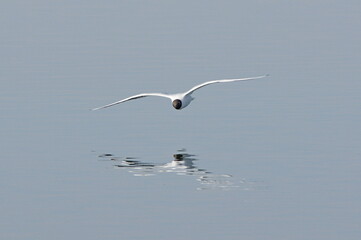 black-headed gull in flight over the water, Larus ridibundus