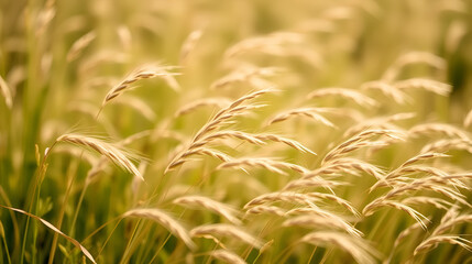Wild grasses swaying at sunlight, green beige meadow or field, texture of summer grass. Soft natural bokeh in background, minimal aesthetic nature landscape. Beauty of nature, earthy color scene