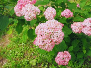 lue hydrangea flowers in full bloom during summer in Japan
