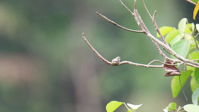 Whiskered Treeswift (Hemiprocne comata) mother bird incubates her young in a small nest on a branch.