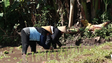 Two women expertly planting rice seedlings in lush, verdant Asian paddy field under the shining sun