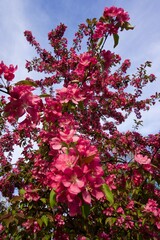 The apple tree blooms in spring