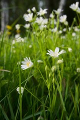 Flower meadow in summer in the park