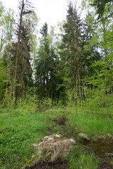Swamp in the forest in summer