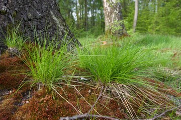 Forest in summer after rain