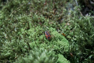 Beetle on moss in the forest