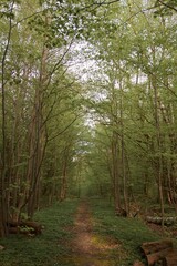 Forest in summer after rain