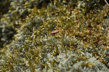 Beetle on moss in the forest
