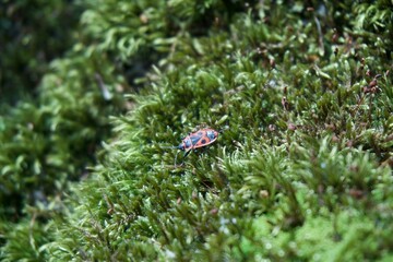 Beetle on moss in the forest