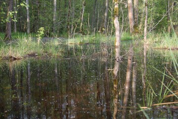 Swamp in the forest in summer