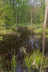 Swamp in the forest in summer