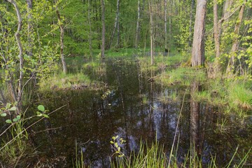 Swamp in the forest in summer