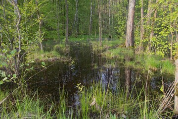 Swamp in the forest in summer
