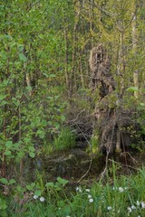 Swamp in the forest in summer