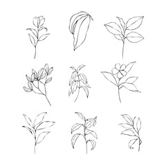 Flora Botanical Vector Set