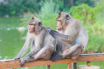 Two macaque monkeys grooming on a railing by a calm reservoir in Thailand’s tropical forest,...