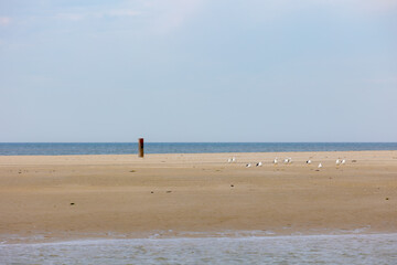 Summer landscape, Wide and long white sand beach with seagulls or seabirds, The North sea under blue sky and white clouds, Texel is one of the Dutch Wadden Islands, Noord Holland province, Netherlands
