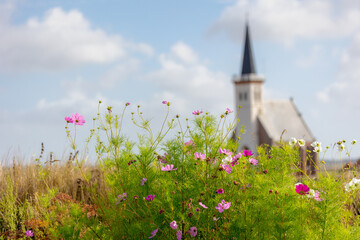 Selective focus of Cosmos flowers, A flowering plants in the daisy family, Blurred church tower (Hervormde kerk) Little town on the wadden islands, Den Hoorn, Texel island, Noord Holland, Netherlands.