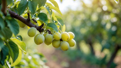 Cluster of green grapes hanging from a vine with lush leaves in the background.