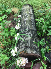A tree trunk covered in weeds and mushrooms, reborn tree trunk, weeds