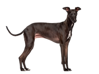 Italian Greyhound isolated on white