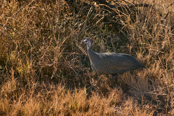 Helmeted guinea fowl spotted at sunset during a safari game drive in Pilanesberg National Park, South Africa. The bird stands out against the golden savanna light, showcasing African wildlife
