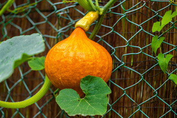 Frischer Kürbis am Gartenzaun