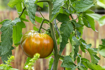 Pflanze mit großer Fleischtomate
