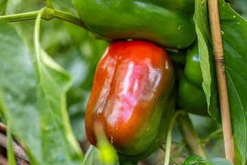 rote und grüne Paprika im Garten