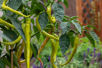 Pflanze mit frischen Chilischoten