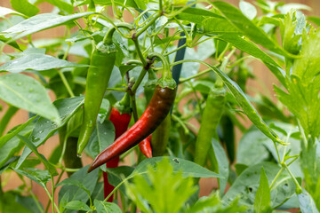 Chilischoten Pflanze mit roten und grüne Chilis