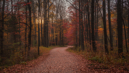 Fototapeta premium Autumn path winding through a forest with colorful foliage.