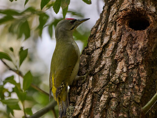 great gray spotted woodpecker