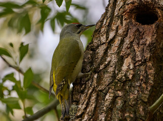 great spotted woodpecker