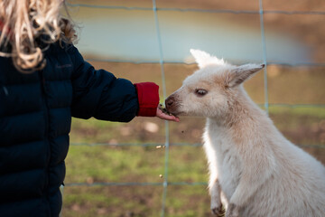 albino wallaby in the bush in tasmania australia. white wallaby, white wildlife