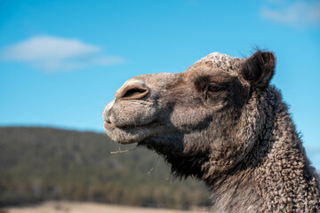Obraz premium close up a camel in the outback