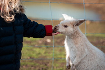 albino wallaby in the bush in tasmania australia. white wallaby, white wildlife