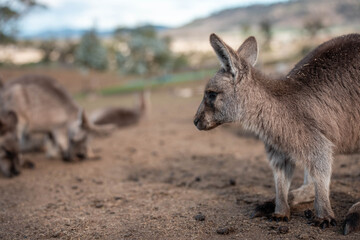 albino wallaby in the bush in tasmania australia. white wallaby, white wildlife