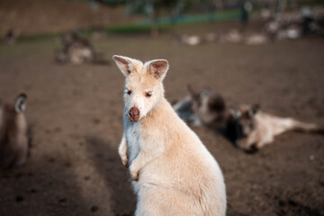 albino wallaby in the bush in tasmania australia. white wallaby, white wildlife