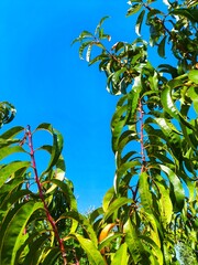 green leaves against blue sky